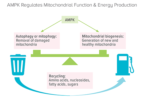 An image showing how AMPK regulates mitochondrial function and energy production.